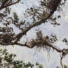 'Egrets' Card